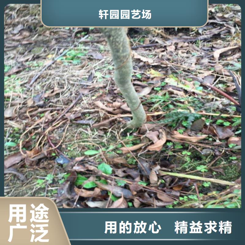 【碧根果】西瓜番石榴苗实力才是硬道理