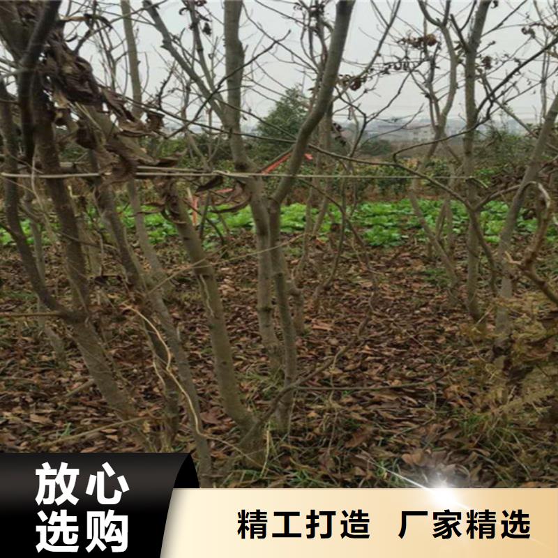 【碧根果】,苹果苗厂家