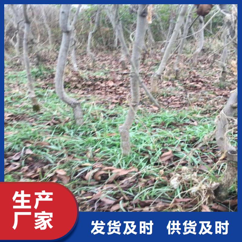 碧根果杏树苗实力工厂