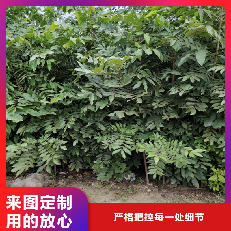 【碧根果】蓝莓苗价格实在