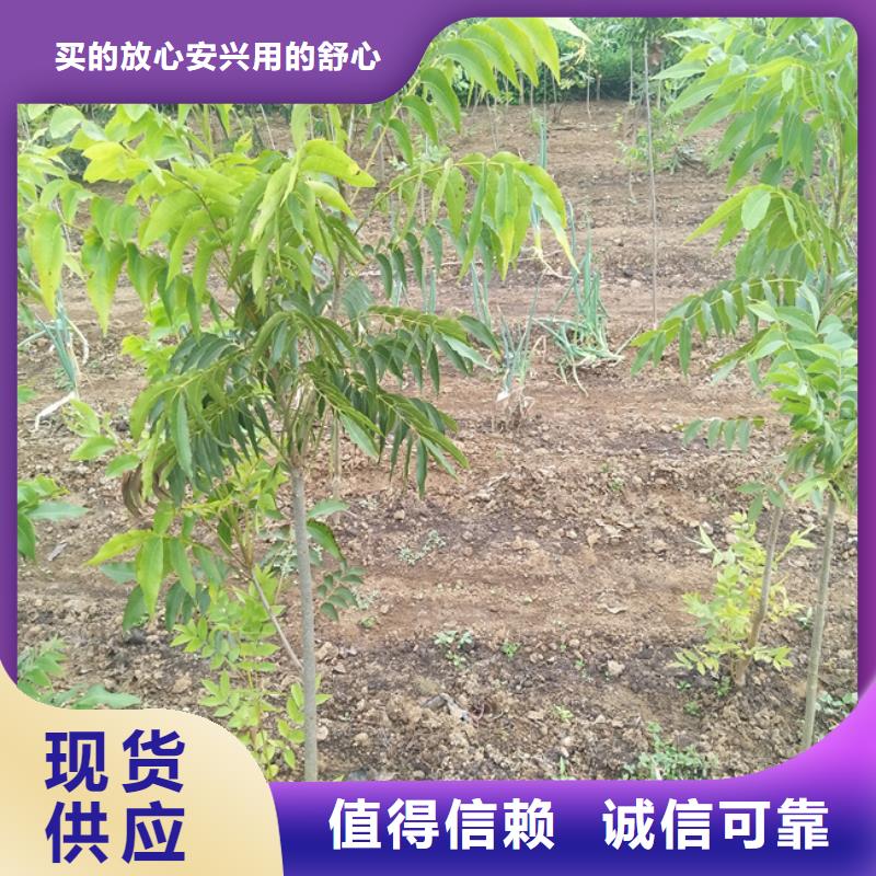 【碧根果】蓝莓苗价格实在