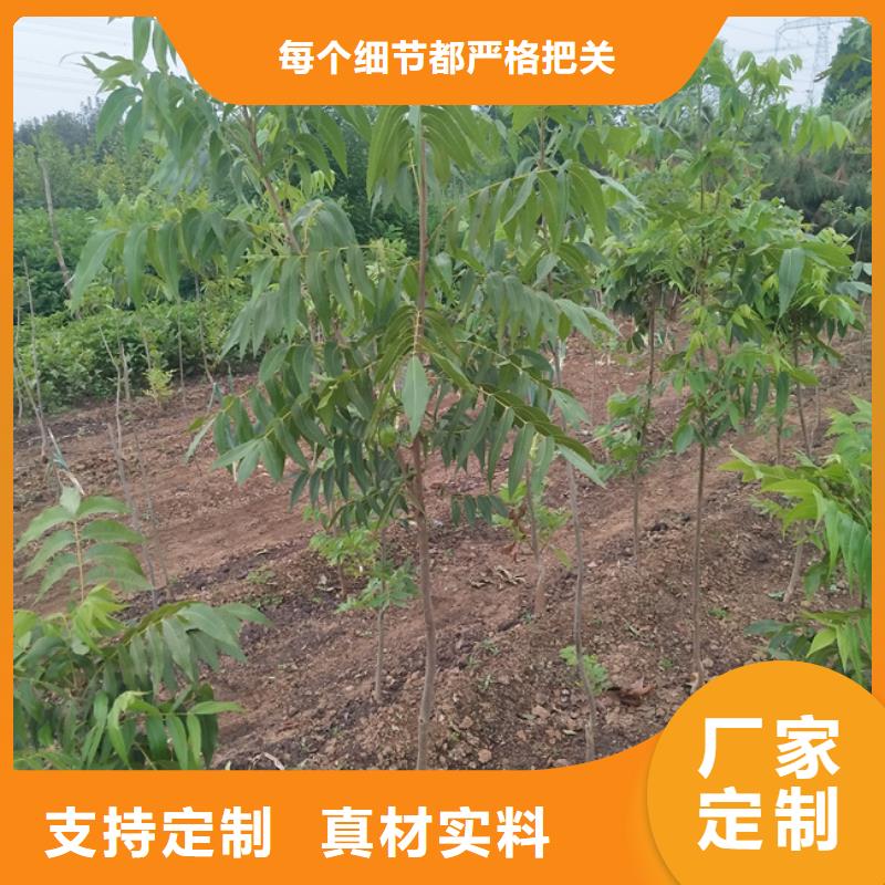 【碧根果】蓝莓苗价格实在