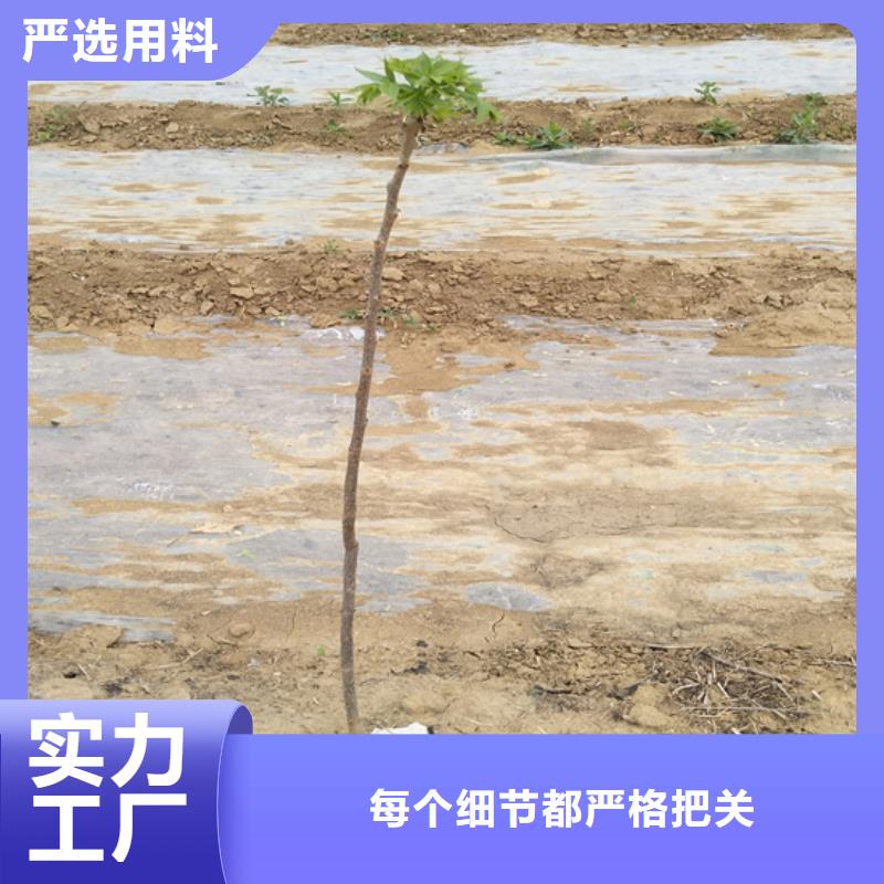 【碧根果】蓝莓苗价格实在