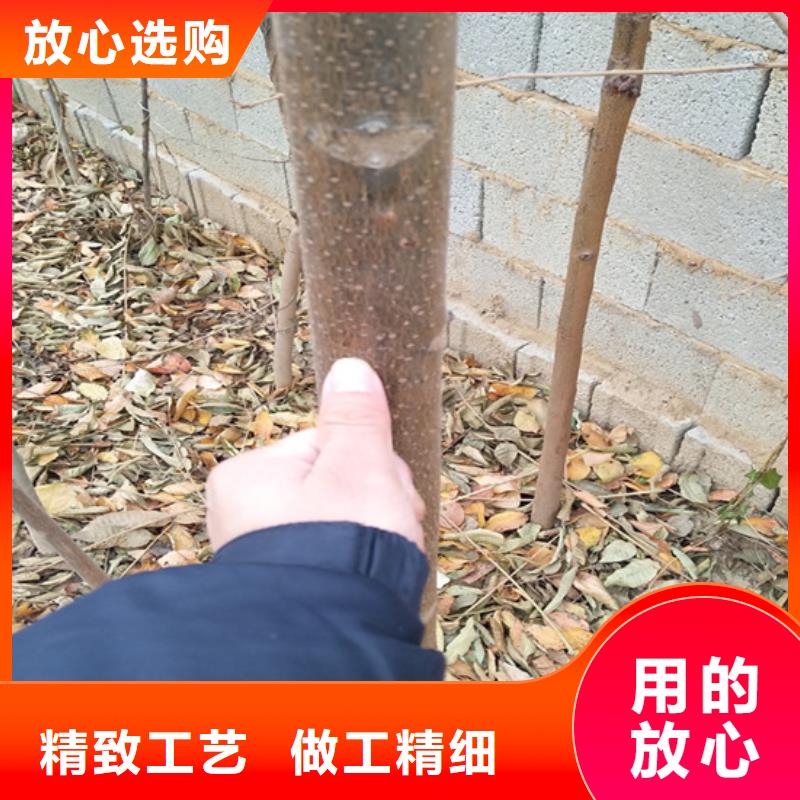 香椿樱桃苗海量库存