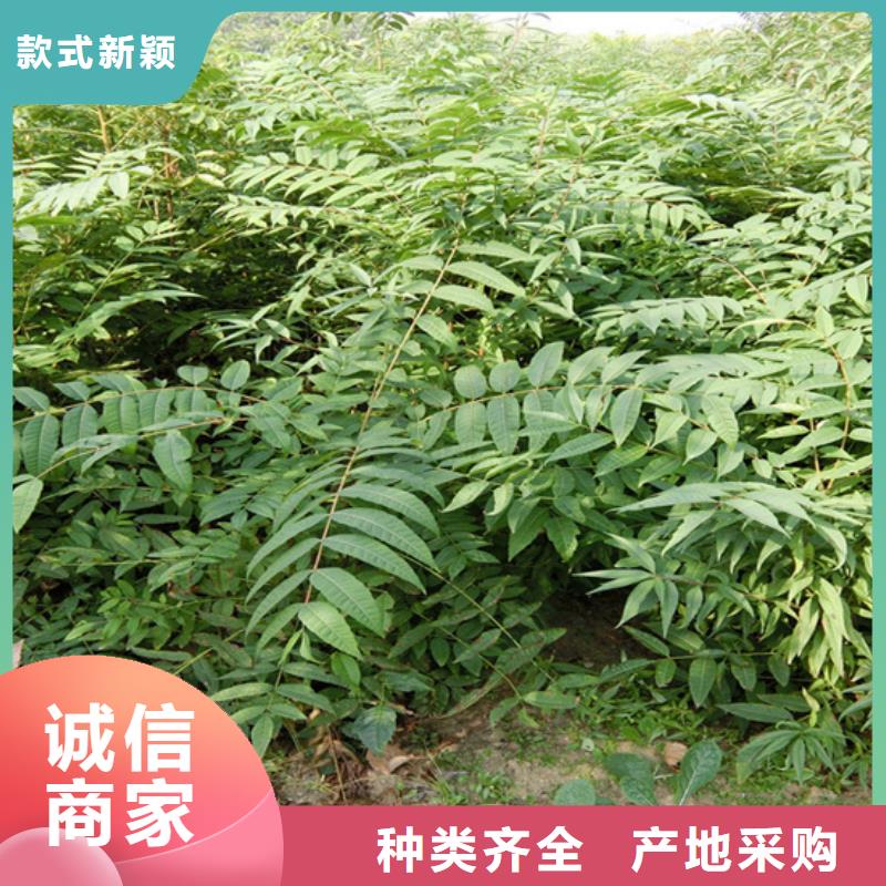 香椿-红颜草莓做工细致