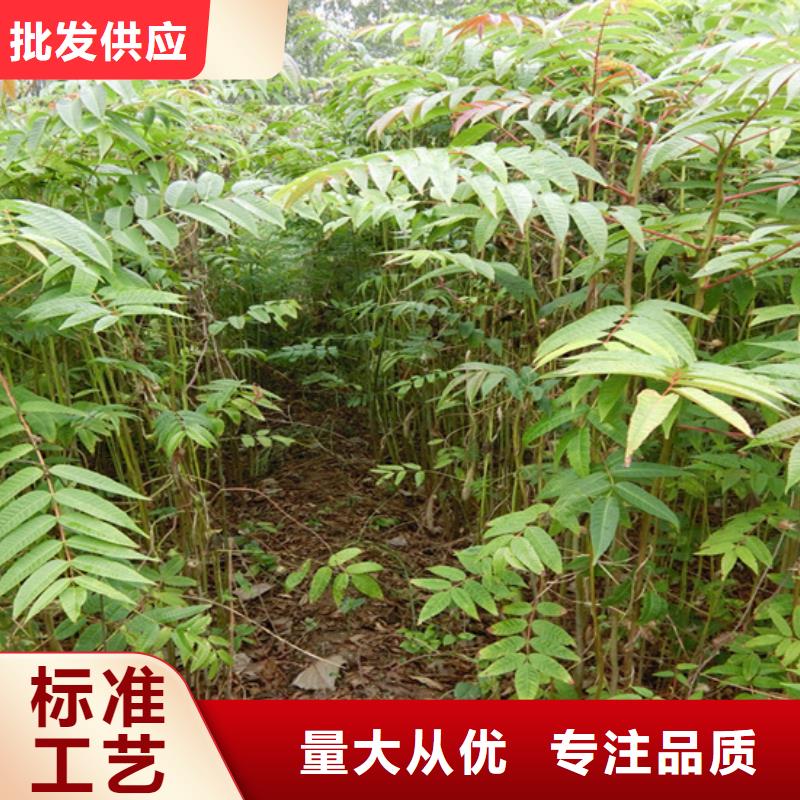 香椿樱桃苗用心做品质