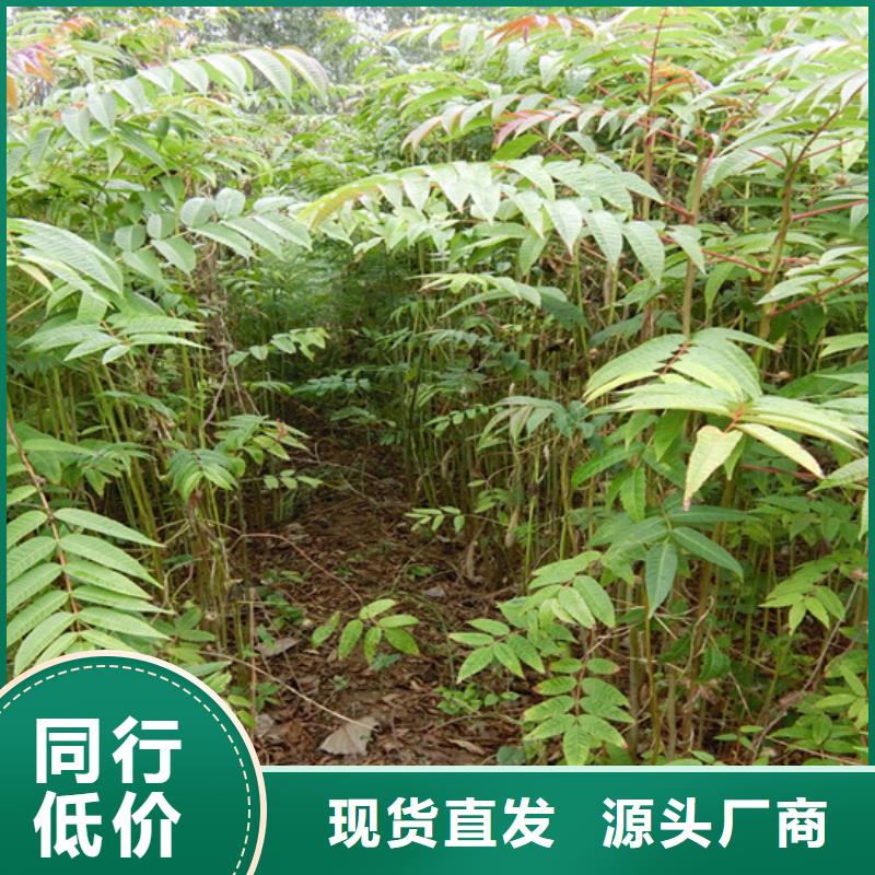 香椿樱桃苗当地厂家值得信赖