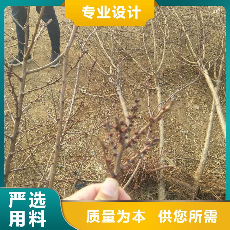 杏樱桃苗超产品在细节