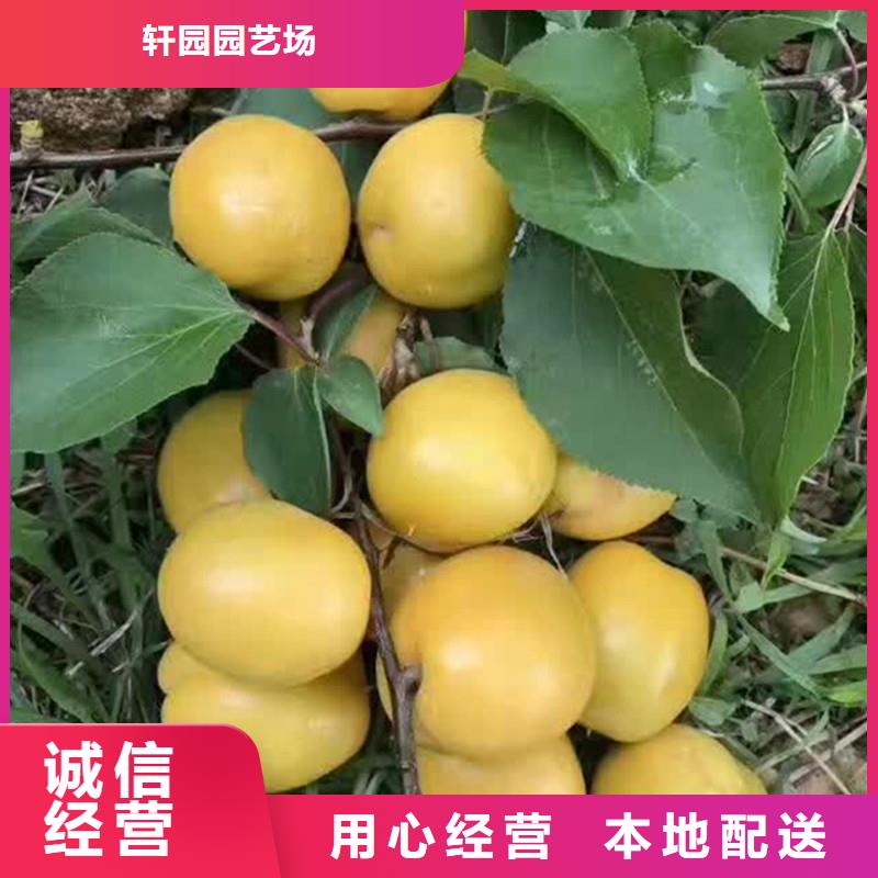 杏葡萄苗好厂家有担当