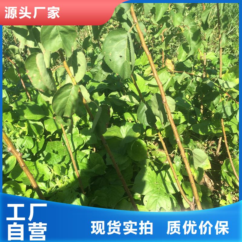 杏苹果苗专注细节专注品质