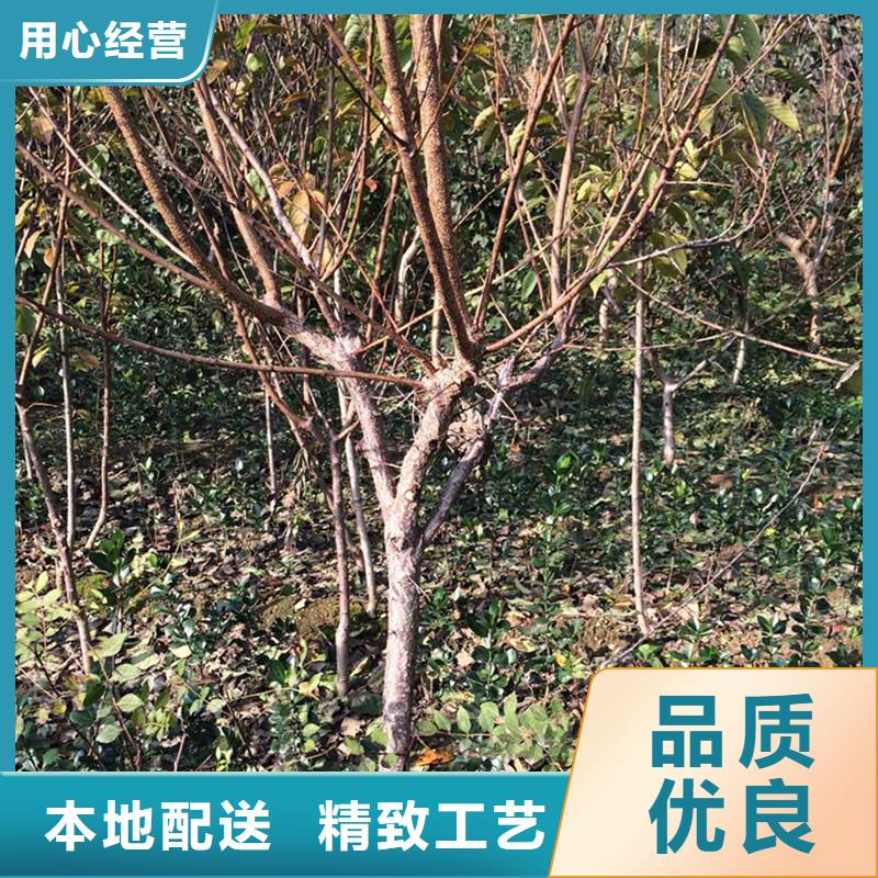 杏【苹果苗】出厂严格质检