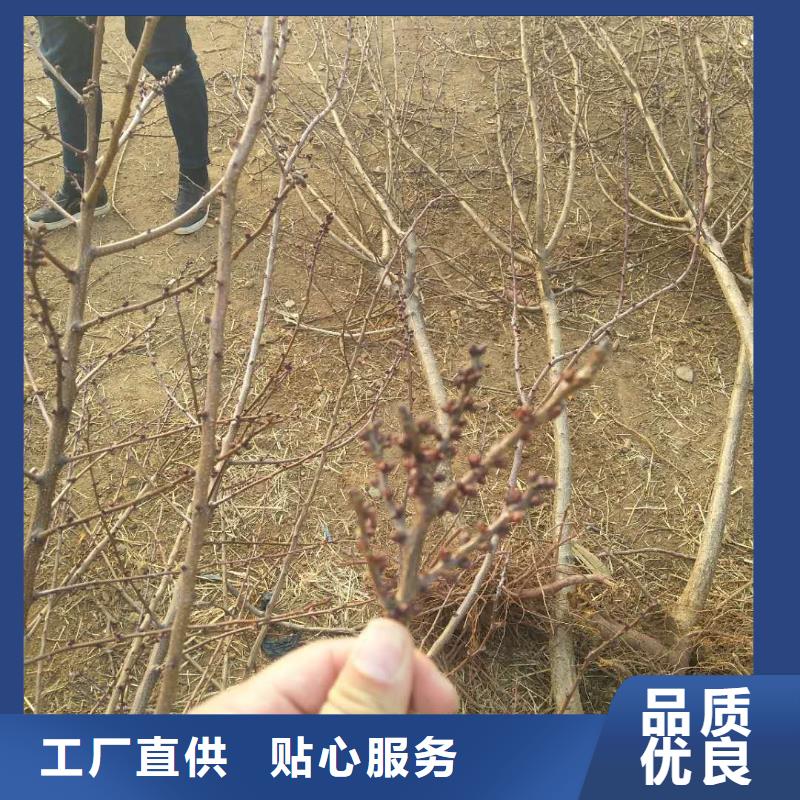 杏石榴树苗注重细节