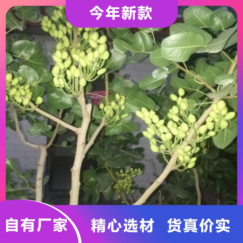 【开心果】苹果苗实力厂商