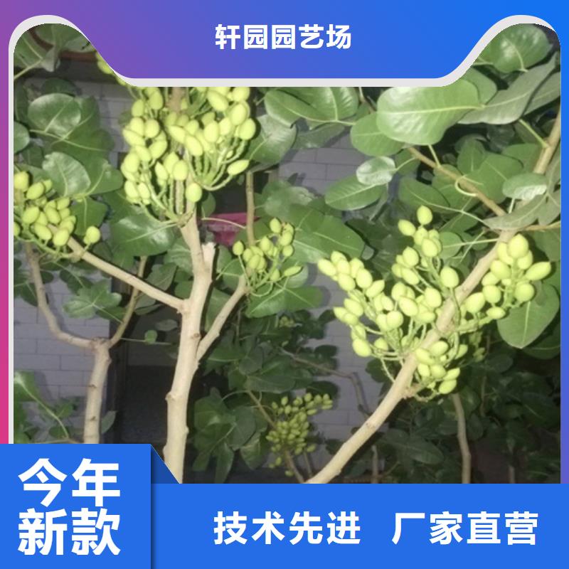 【开心果樱桃苗可接急单】