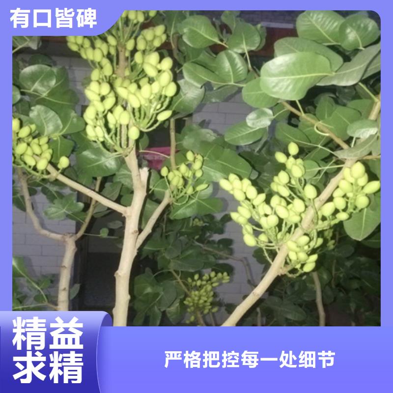 开心果板栗苗的简单介绍