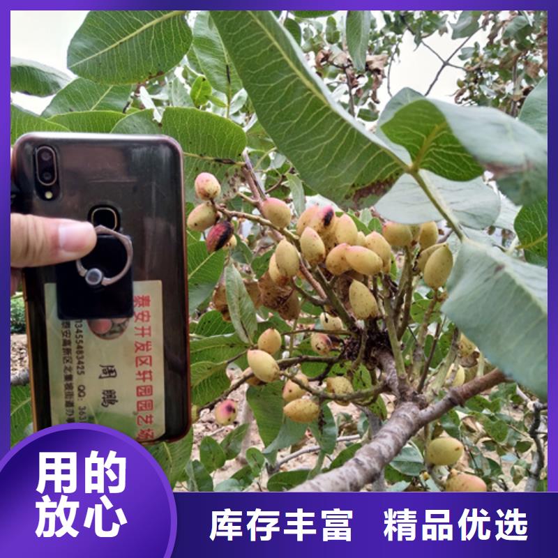 开心果_苹果苗值得信赖