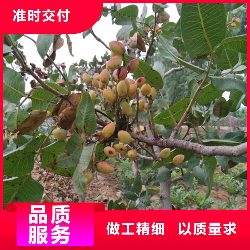 开心果苹果苗品质无所畏惧