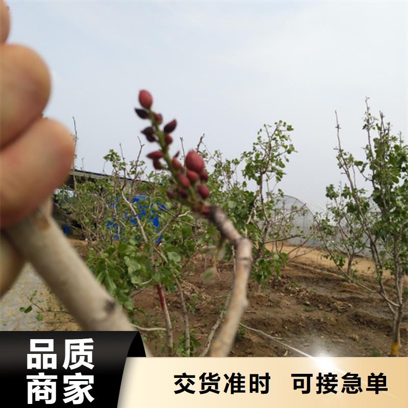 开心果桃树苗实体诚信经营