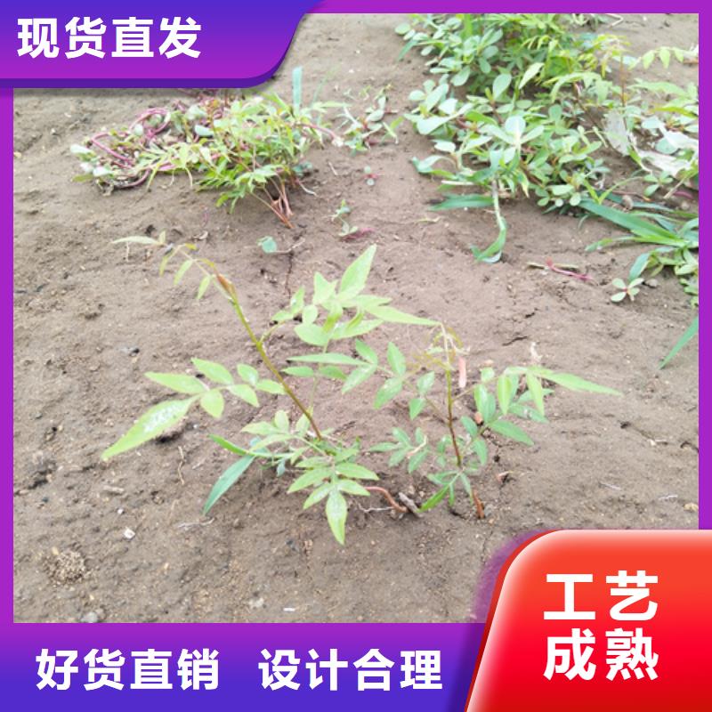 开心果_苹果苗值得信赖