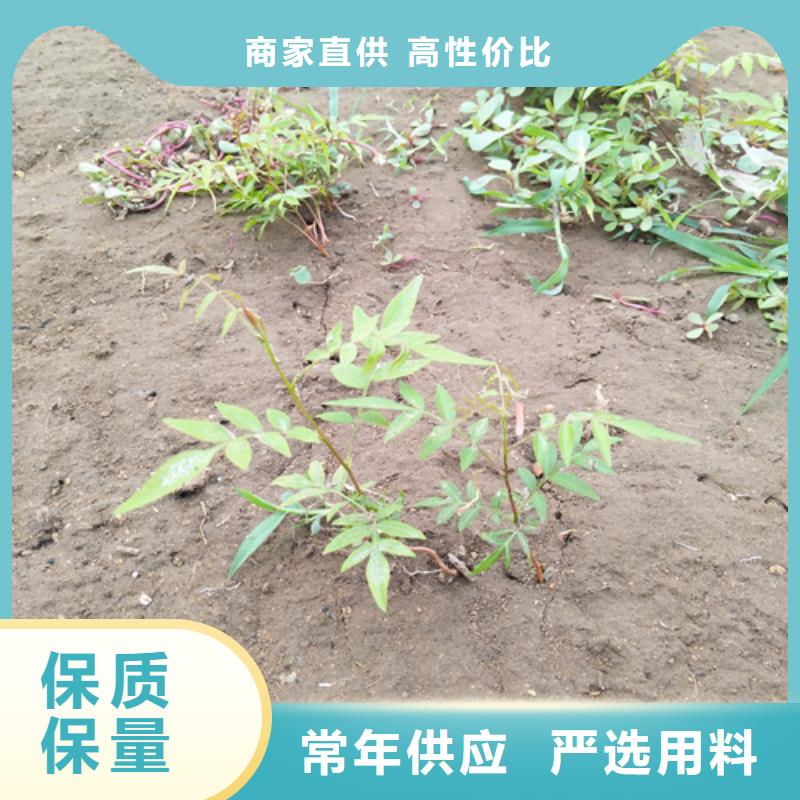 开心果苹果苗联系厂家