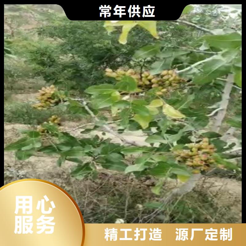 【开心果樱桃苗可接急单】