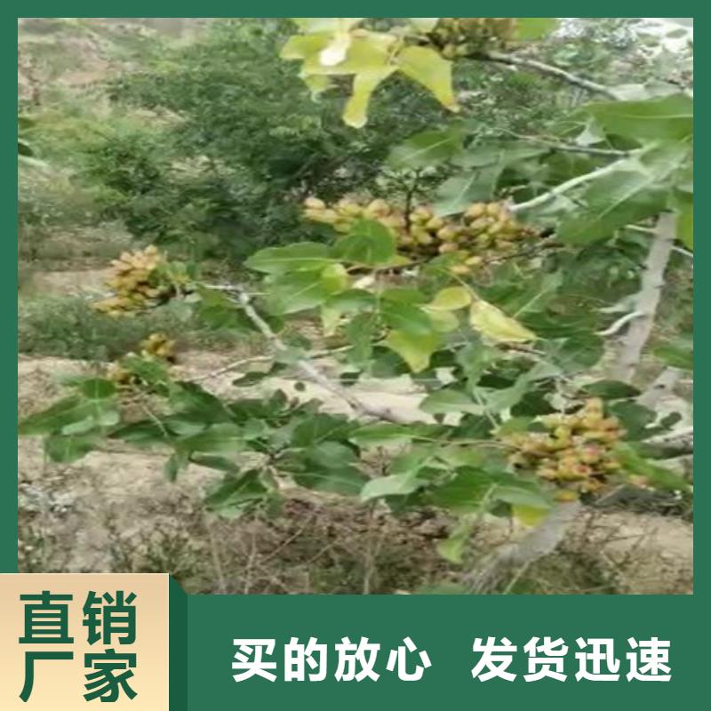 【开心果樱桃苗可接急单】