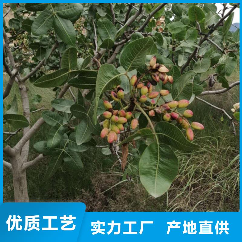 【开心果蓝莓苗工艺层层把关】