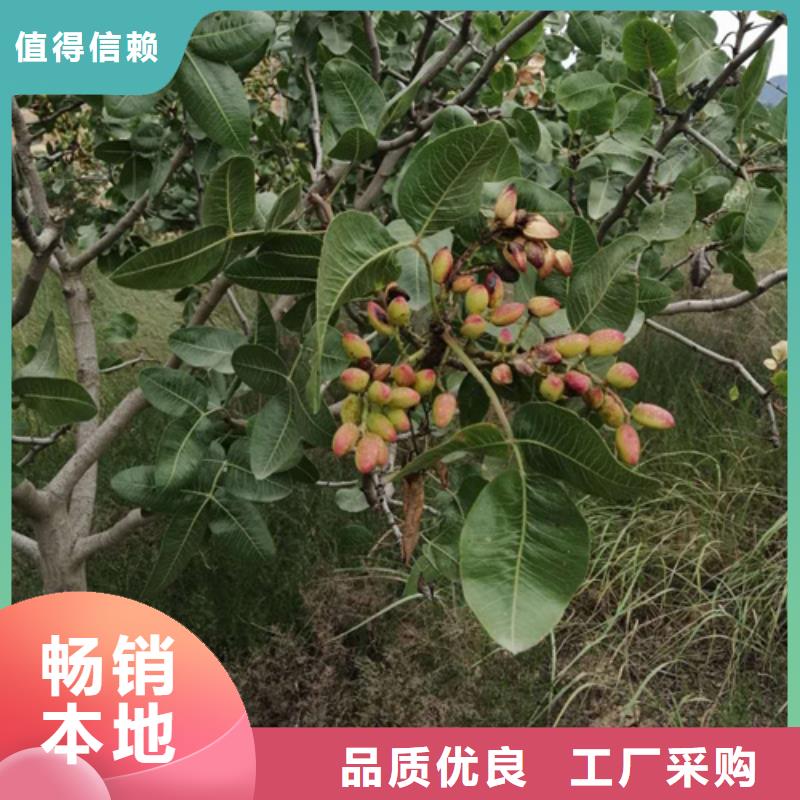 开心果红石榴苗基地常年出售