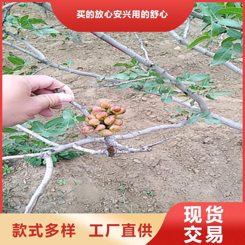 开心果苹果苗出厂价