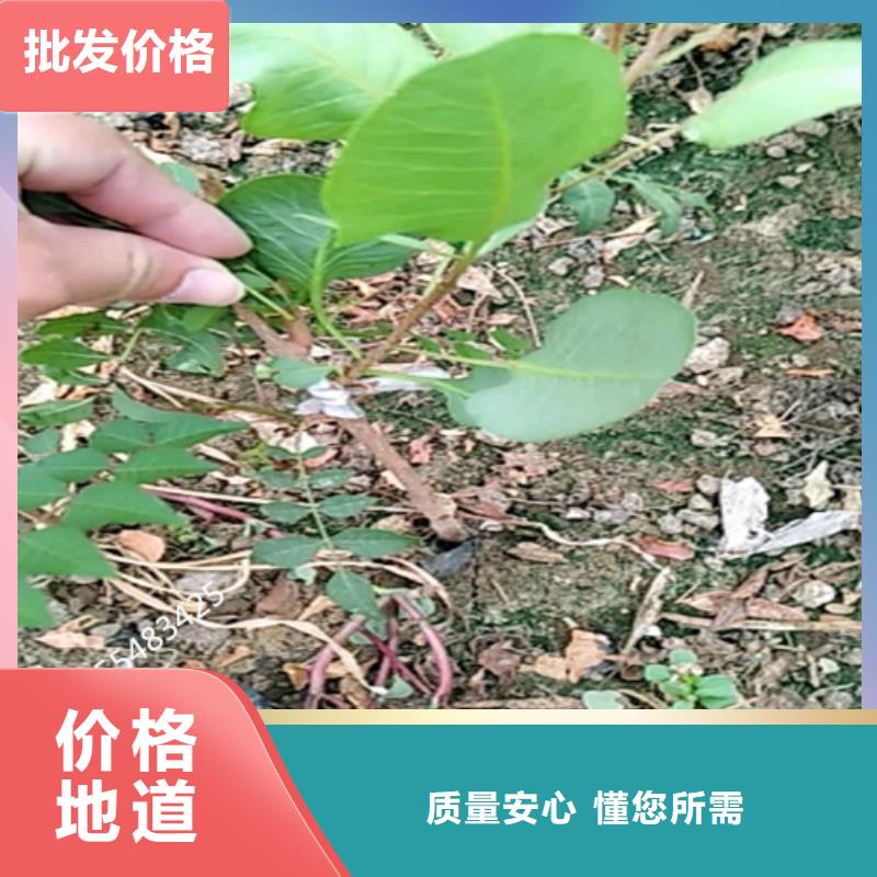 开心果【嘎啦苹果】厂家大量现货