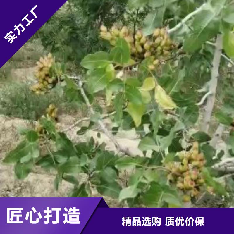 【开心果樱桃苗售后无忧】