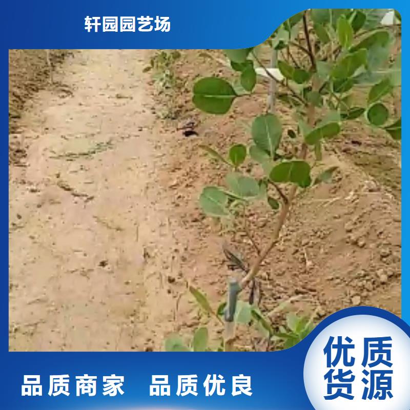 【开心果】无花果苗批发货源