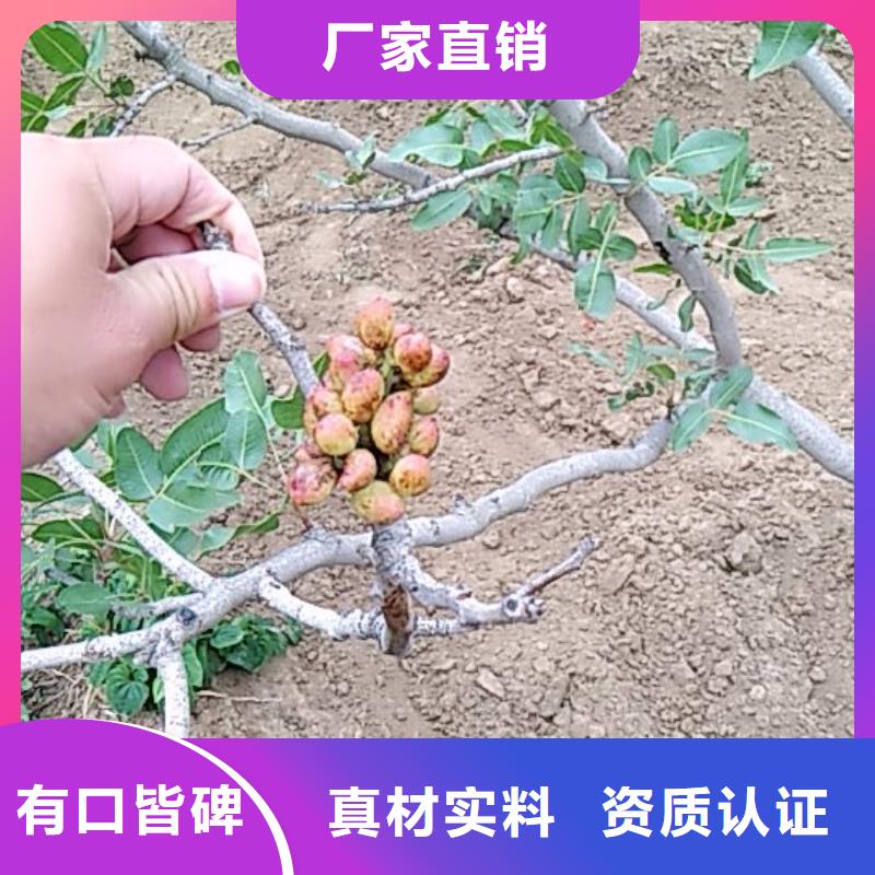 开心果无花果苗量少也做