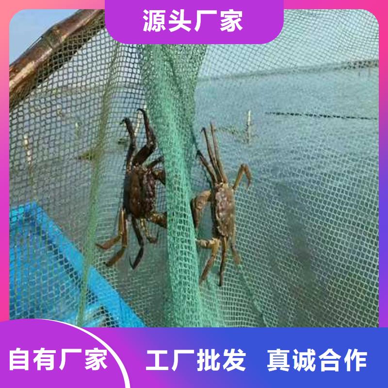 红膏大闸蟹价格