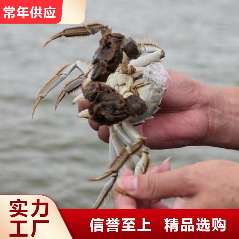 正宗阳澄湖大闸蟹销售