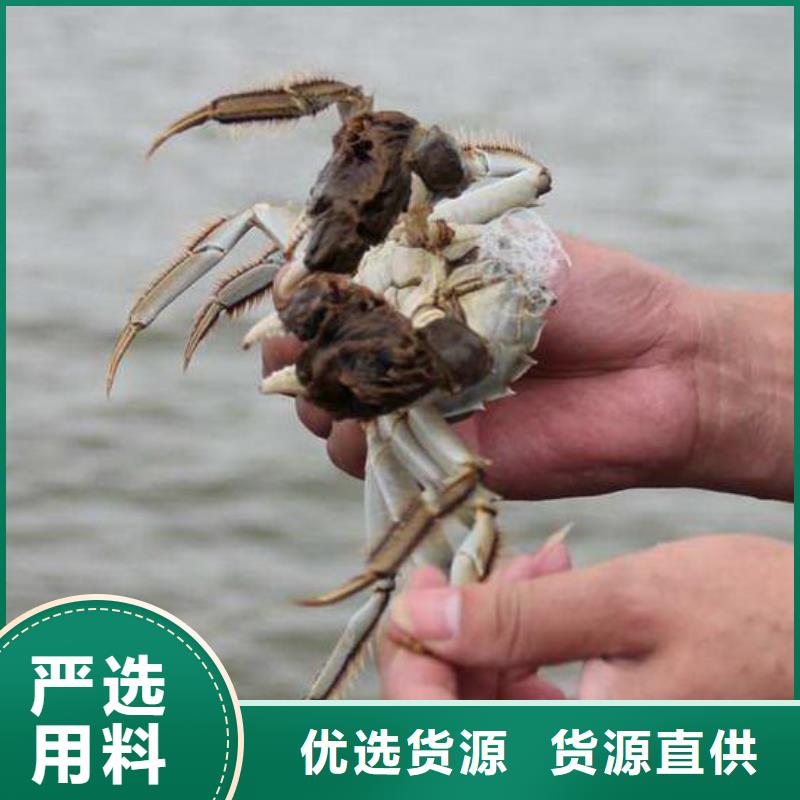 江苏阳澄湖大闸蟹哪家正宗临高县