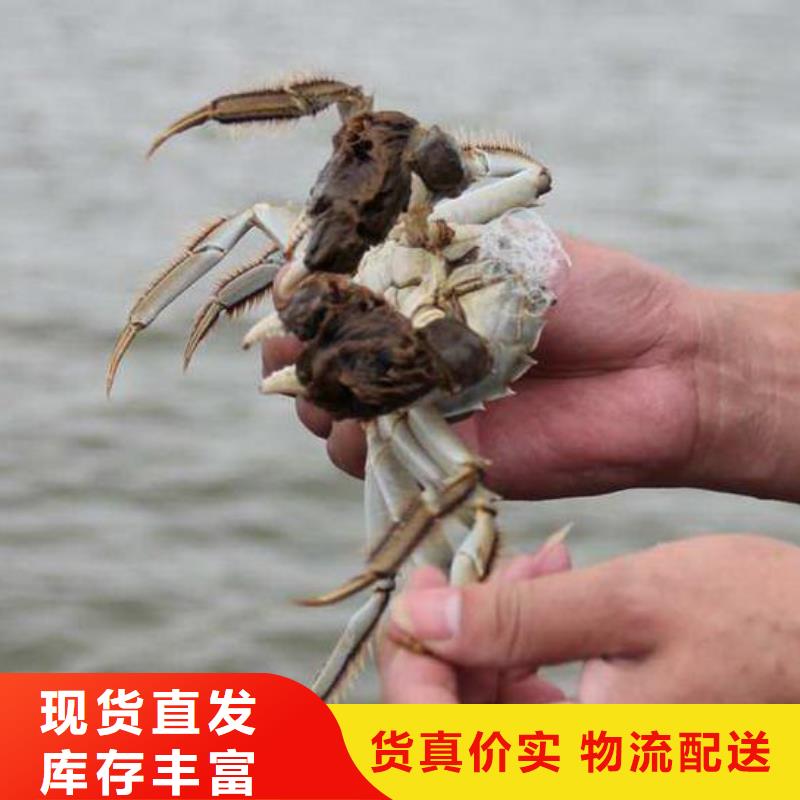 便宜的阳澄湖大闸蟹养殖基地