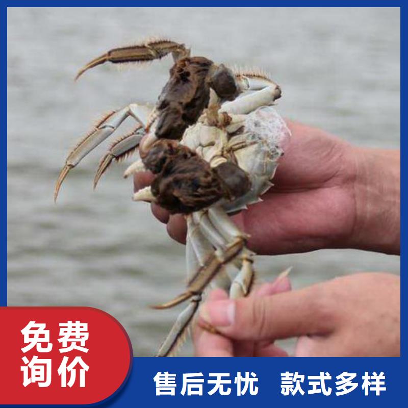 阳澄湖大闸蟹市场价