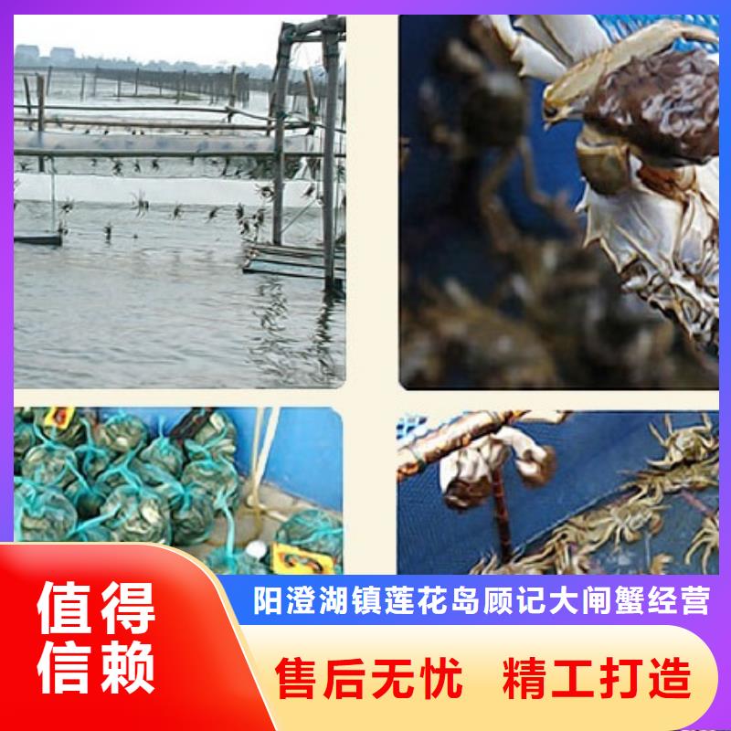 正品阳澄湖大闸蟹专卖