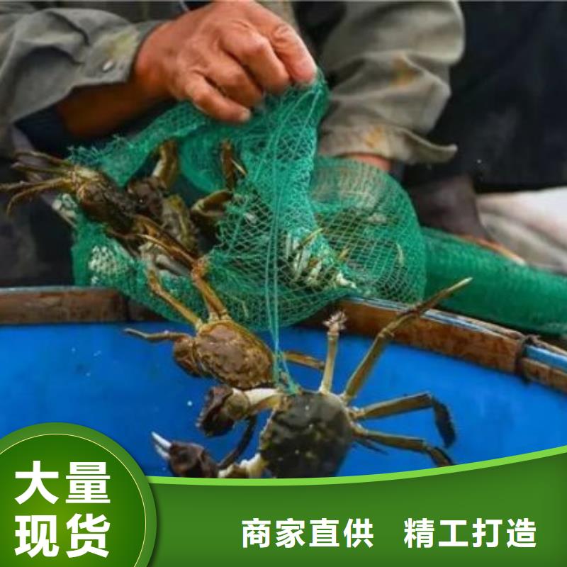 常州阳澄湖大闸蟹鲜活阳澄湖