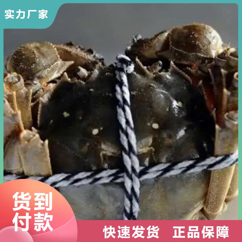 阳澄湖大闸蟹定制厂家