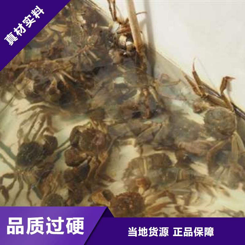 当地阳澄湖大闸蟹生产厂商