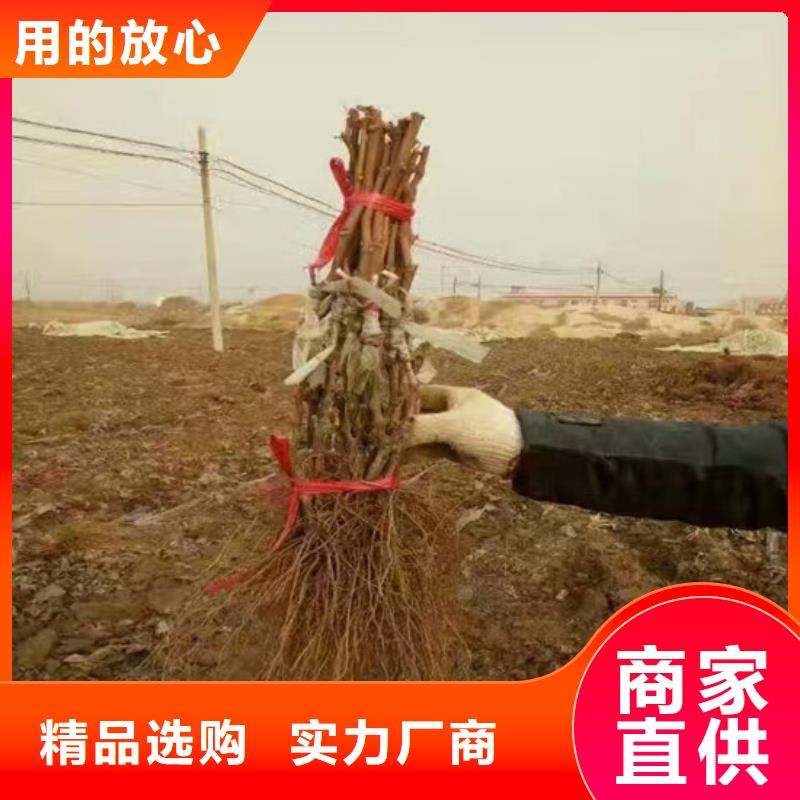 酿酒品种葡萄苗种植地区