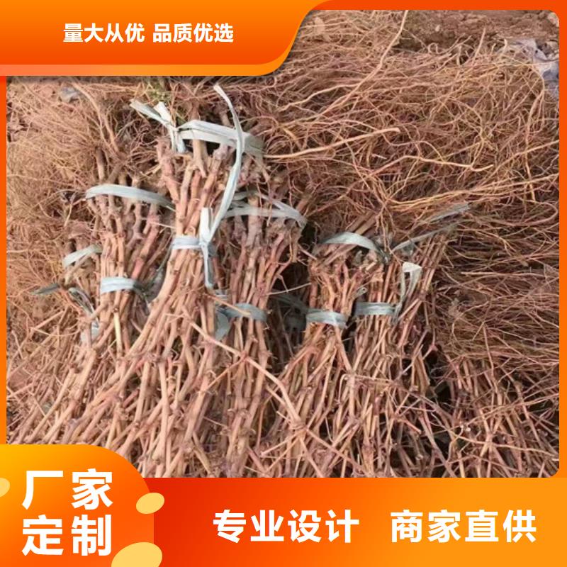 深红无籽葡萄苗栽植密度