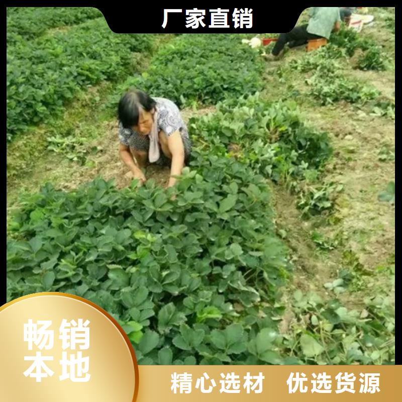 草莓苗 蓝宝石葡萄树苗适用范围广