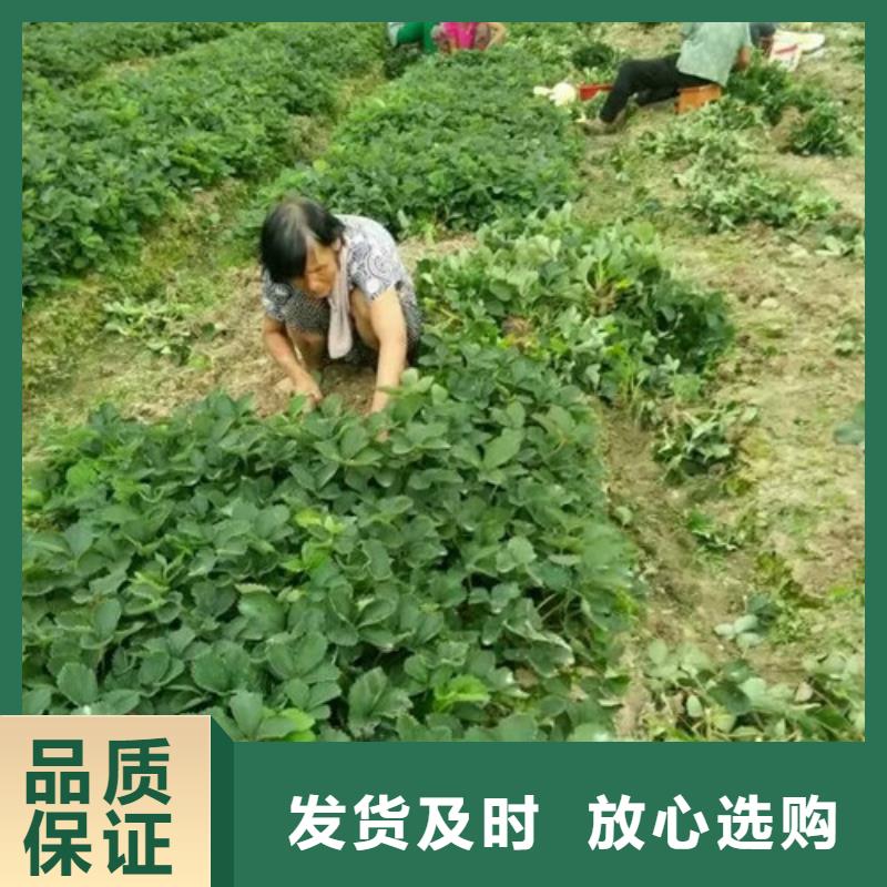 妙香7号草莓苗现货直销