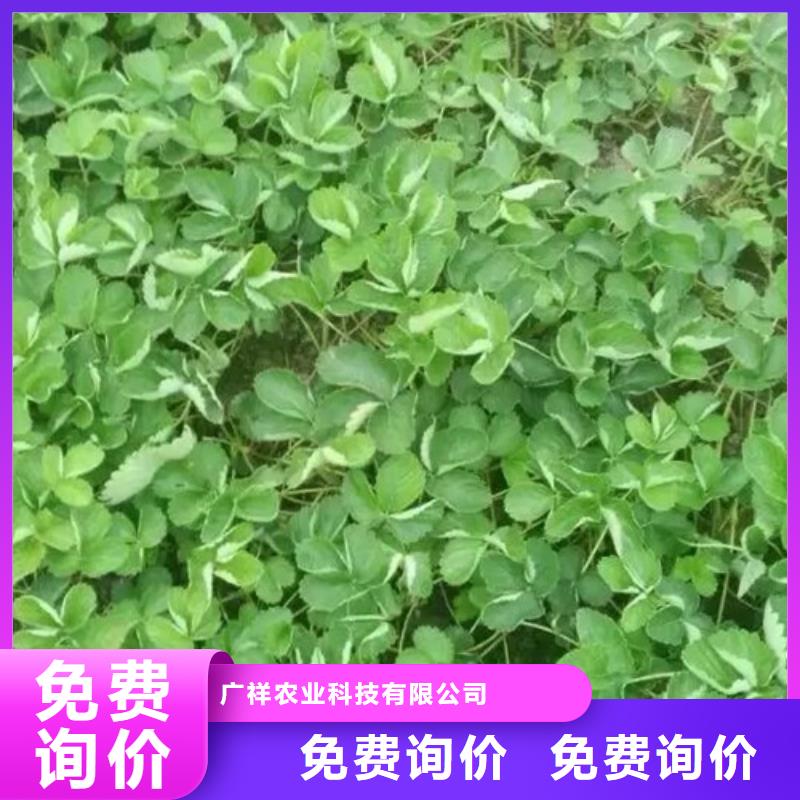 【草莓苗】桃树苗海量现货