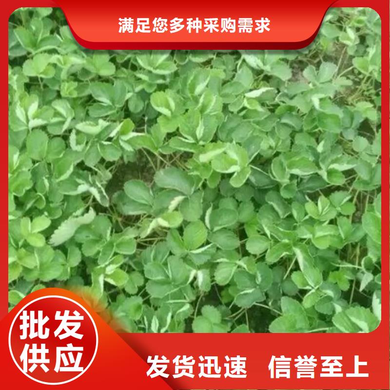 基地批发红颜草莓苗，红颜草莓苗哪里有