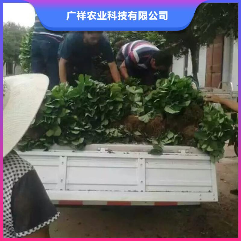 草莓苗果树苗质优价廉