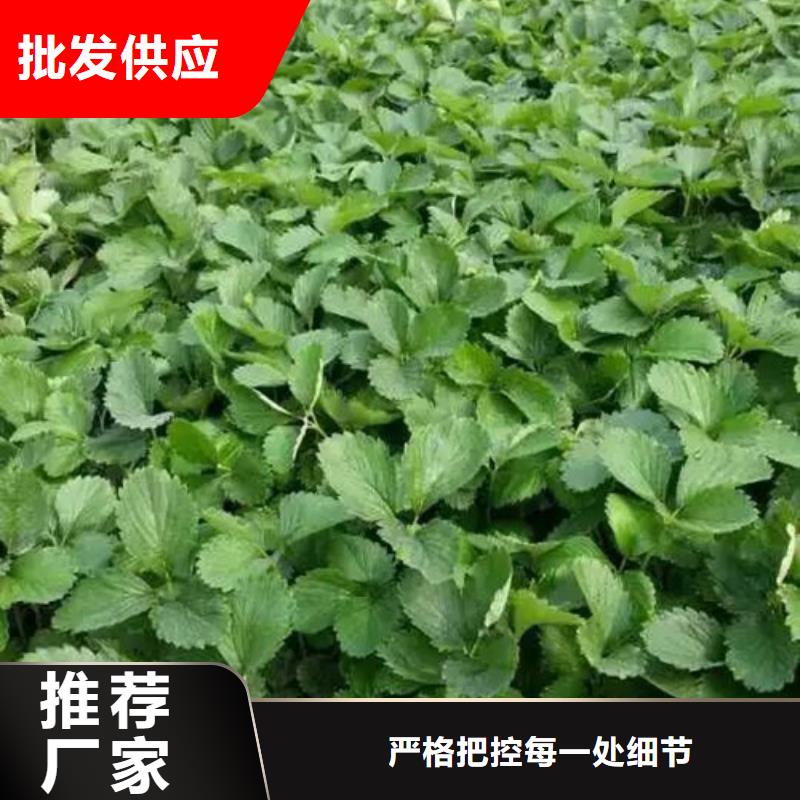 草莓苗【花椒树苗】实体厂家大量现货